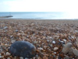 Shingle beach with sea in background