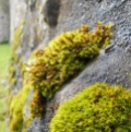 Moss growing on stone wall